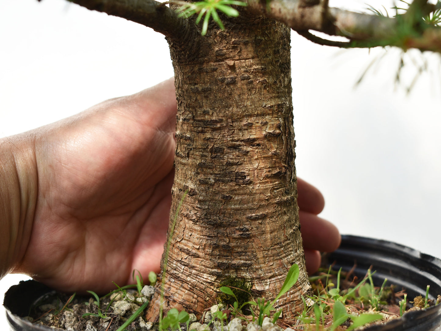 ALERCE EUROPEO (Larix Decidua)