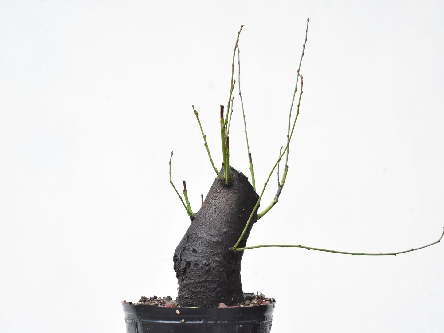 CIRUELO SILVESTRE (Prunus Cerasifera)