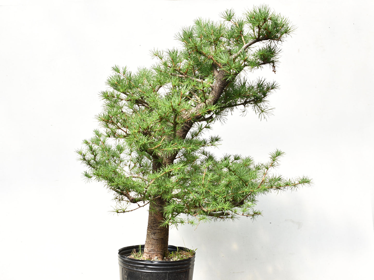 ALERCE EUROPEO (Larix Decidua)