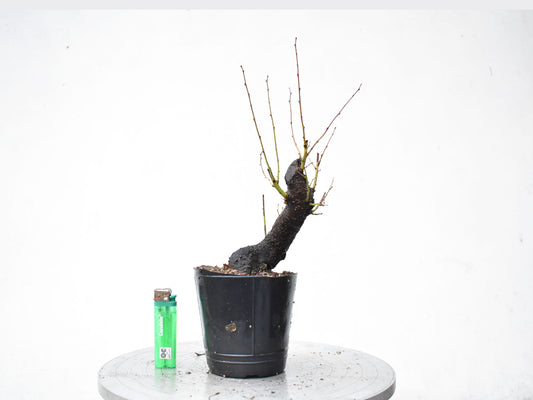 CIRUELO SILVESTRE (Prunus Cerasifera)