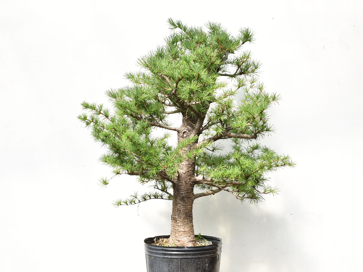 ALERCE EUROPEO (Larix Decidua)