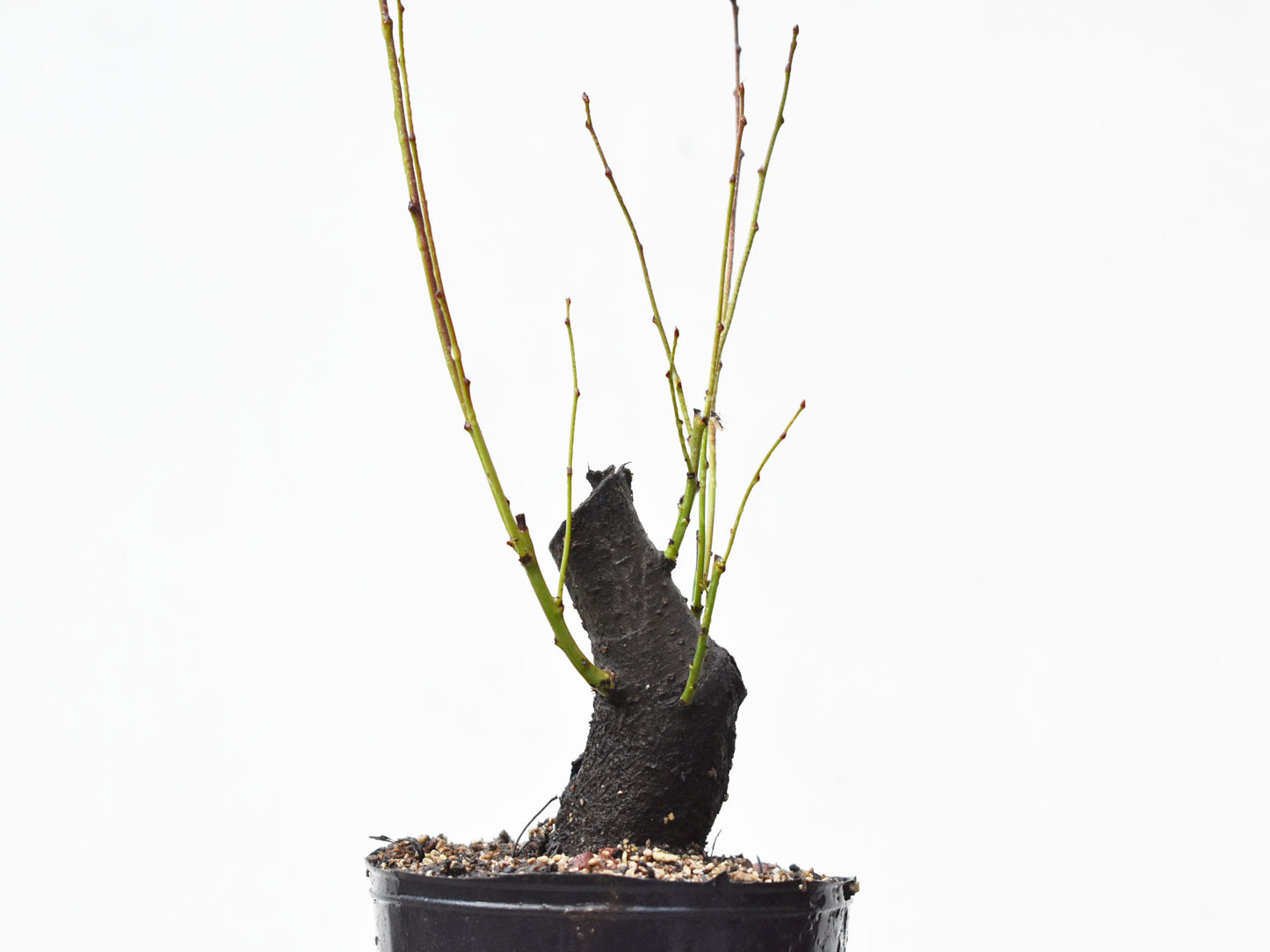 CIRUELO SILVESTRE (Prunus Cerasifera)