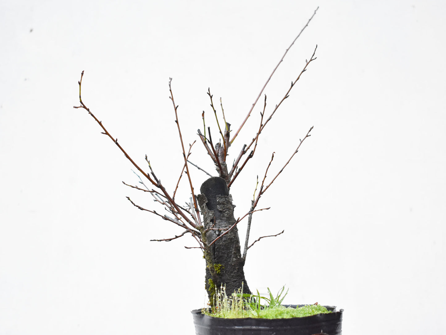 CIRUELO SILVESTRE (Prunus Cerasifera)