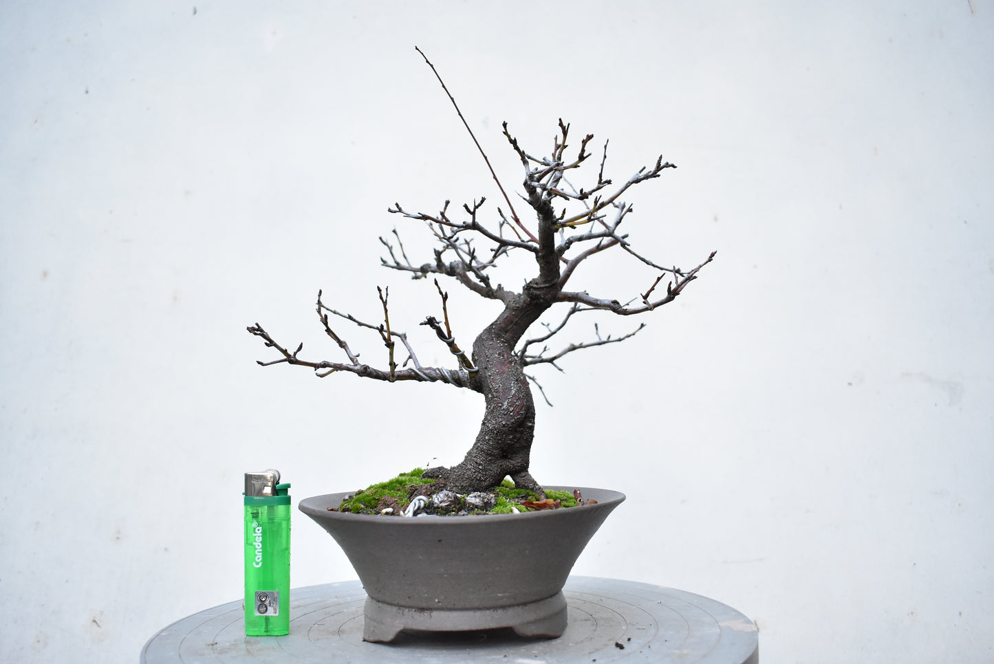 ENDRINO (Prunus Spinosa)