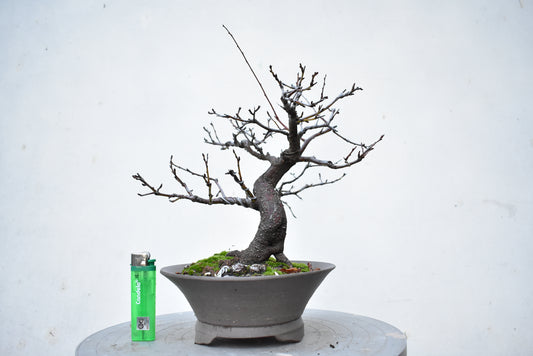 ENDRINO (Prunus Spinosa)