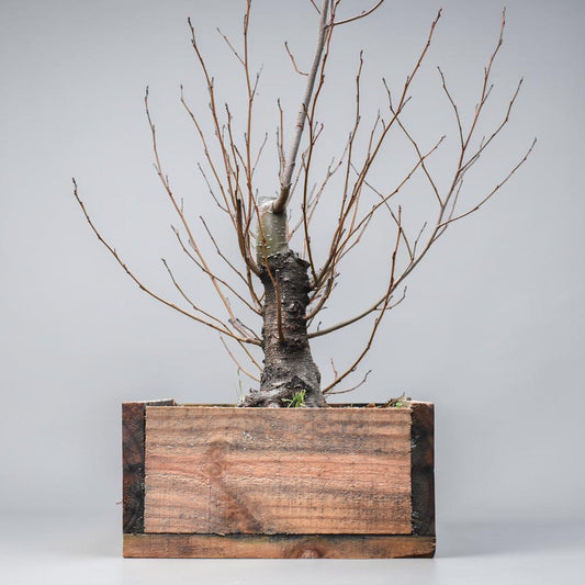 ALISO (Alnus Glutinosa)
