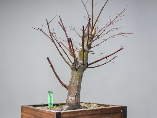 ARCE JAPONES (Acer Palmatum)
