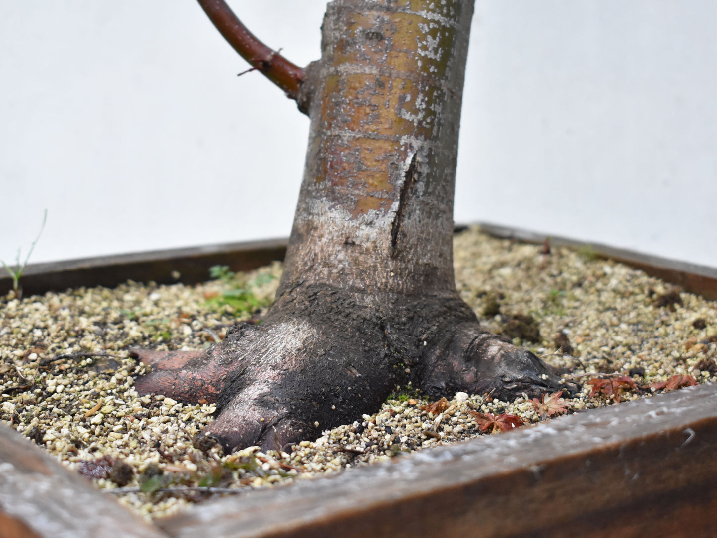 ARCE JAPONES (Acer Palmatum)