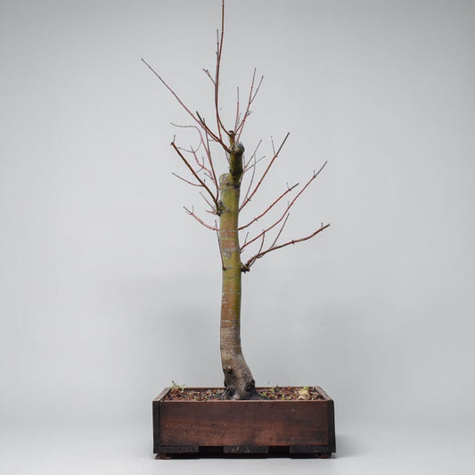 ARCE JAPONES (Acer Palmatum)