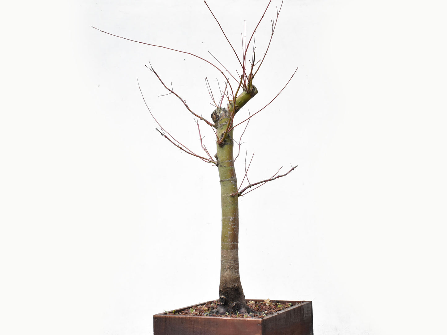 ARCE JAPONES (Acer Palmatum)