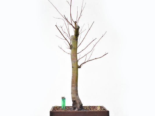 ARCE JAPONES (Acer Palmatum)