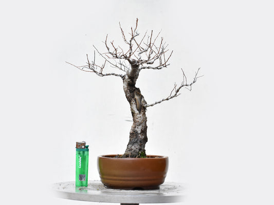 OLMO SIBERIANO (Ulmus Pumila)