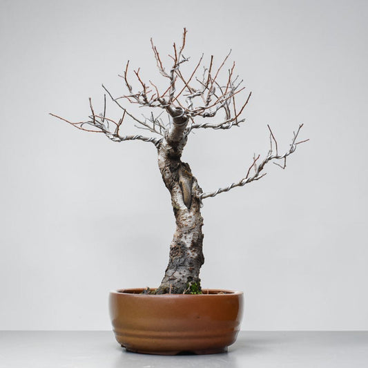 OLMO SIBERIANO (Ulmus Pumila)