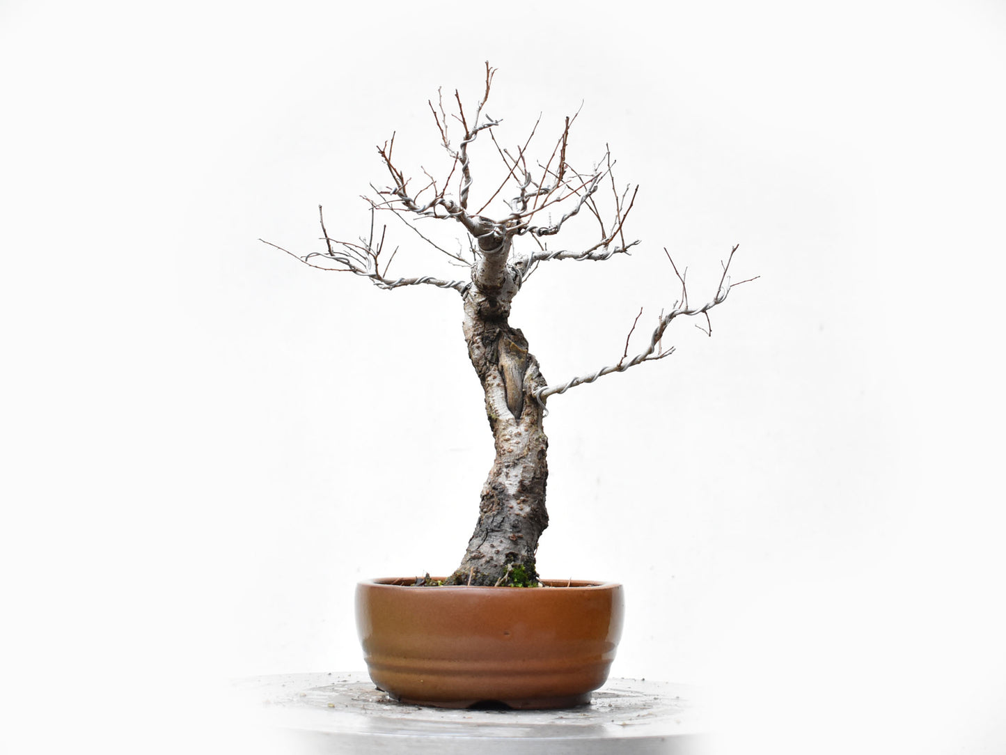 OLMO SIBERIANO (Ulmus Pumila)