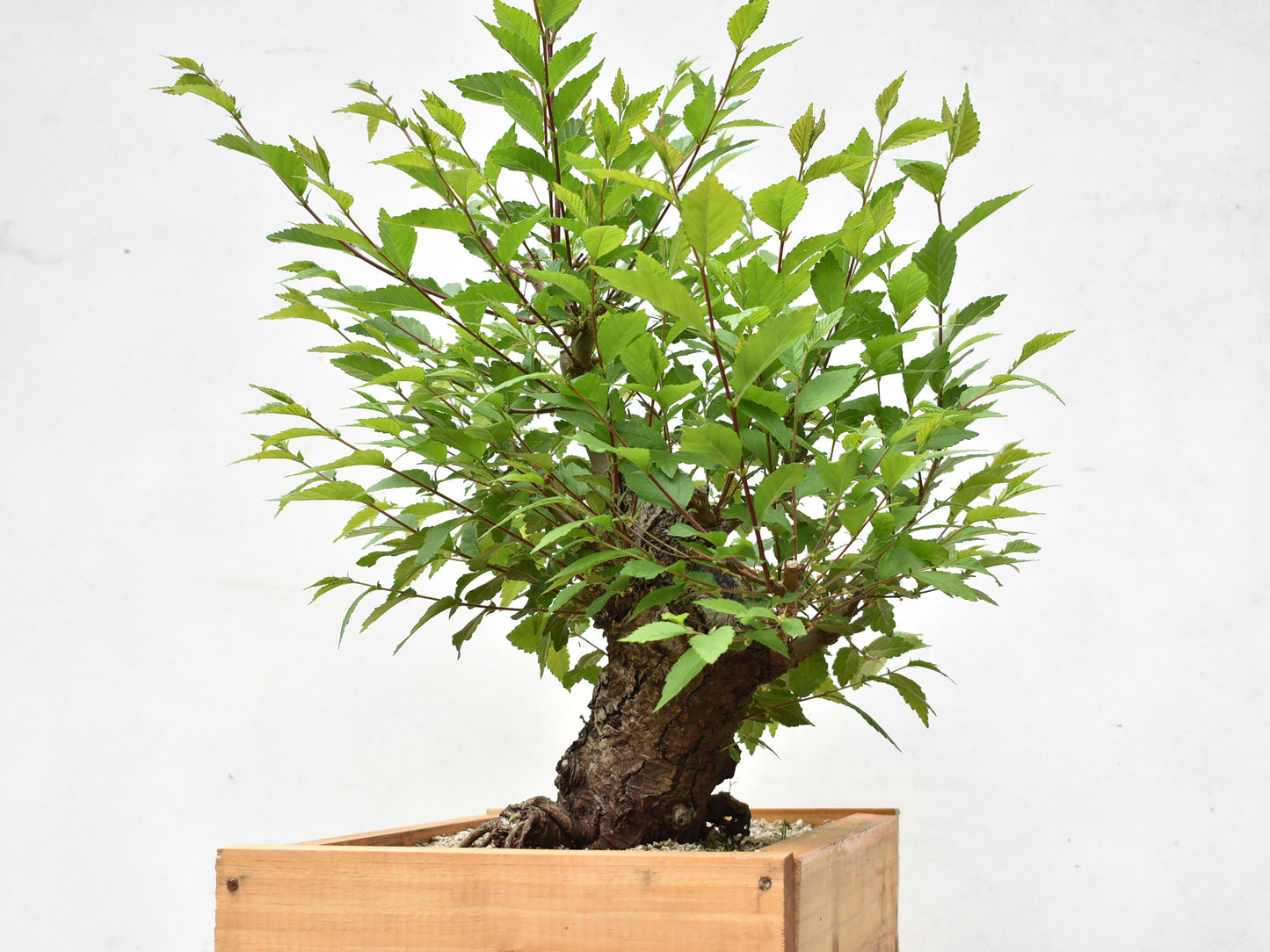 OLMO SIBERIANO (Ulmus Pumila)