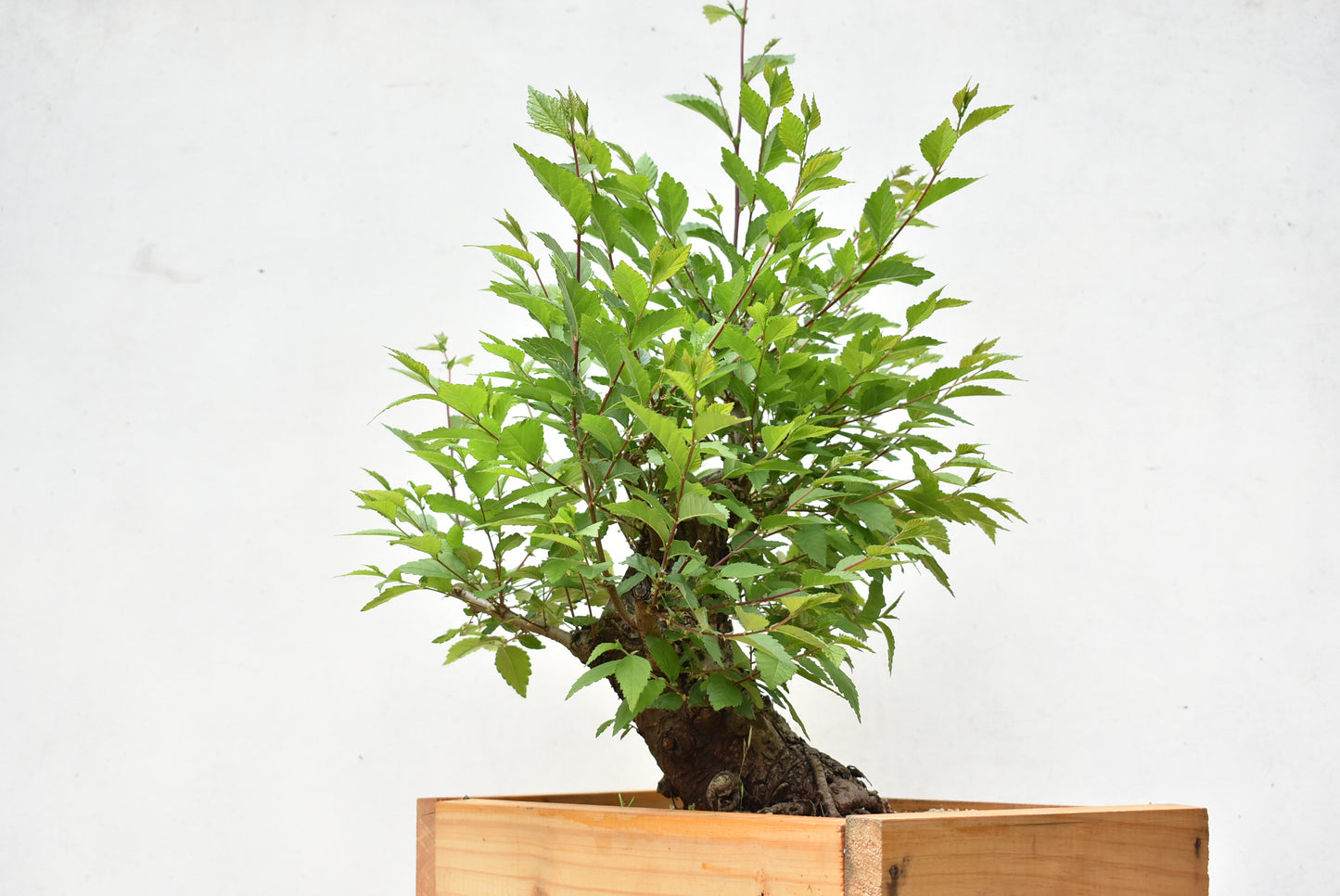 OLMO SIBERIANO (Ulmus Pumila)