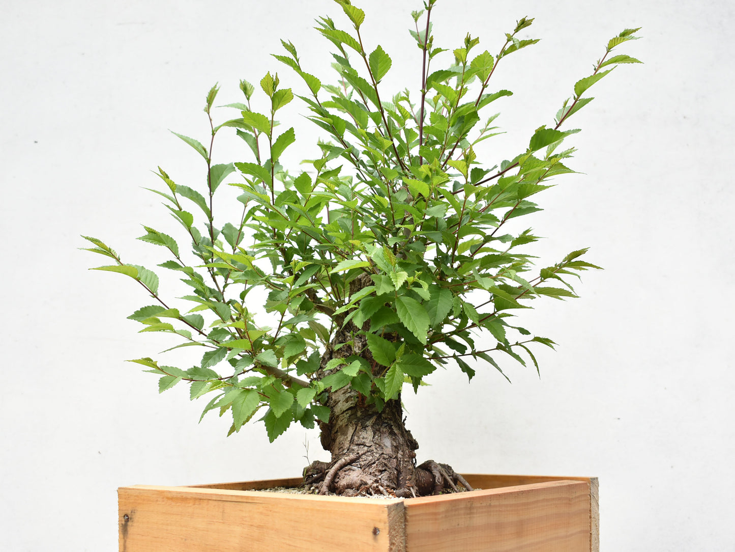 OLMO SIBERIANO (Ulmus Pumila)