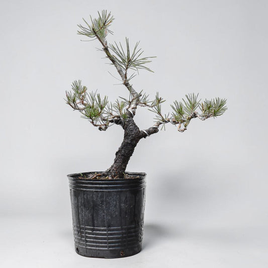 PINO MURAYANA (Pino Contorta Var. Murrayana)