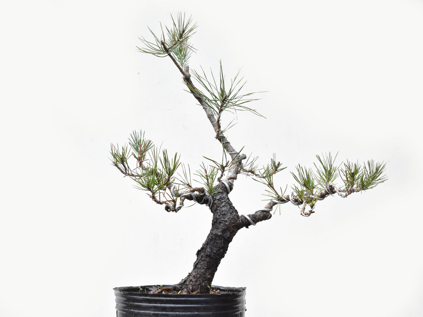 PINO MURAYANA (Pino Contorta Var. Murrayana)