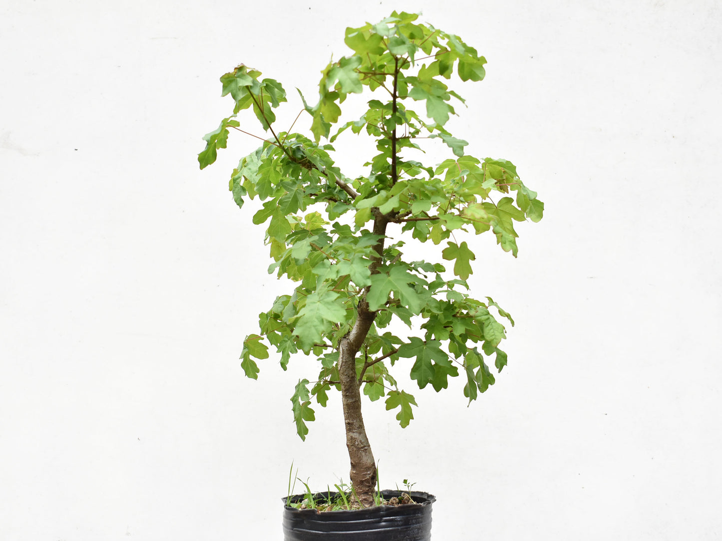 ARCE CAMPESTRE (Acer Campestris)