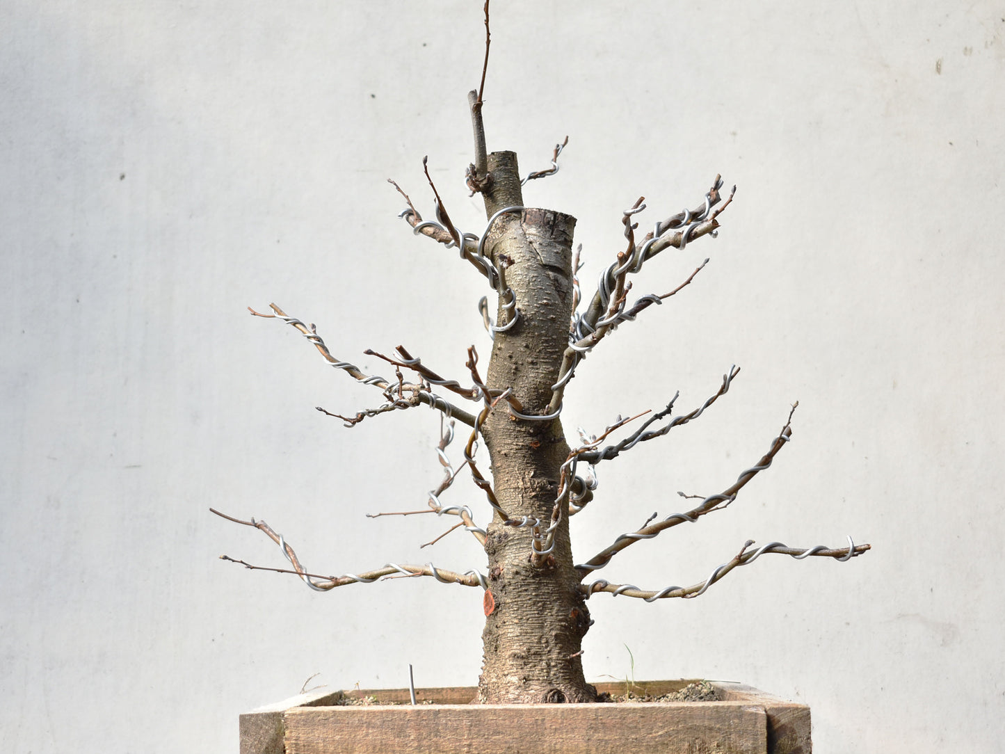ALISO (Alnus Incana)