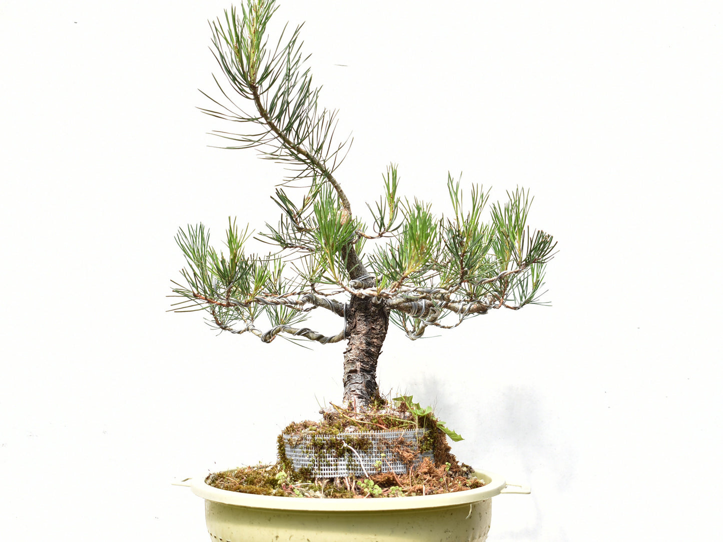 PINO MURAYANA (Pino Contorta Var. Murrayana)