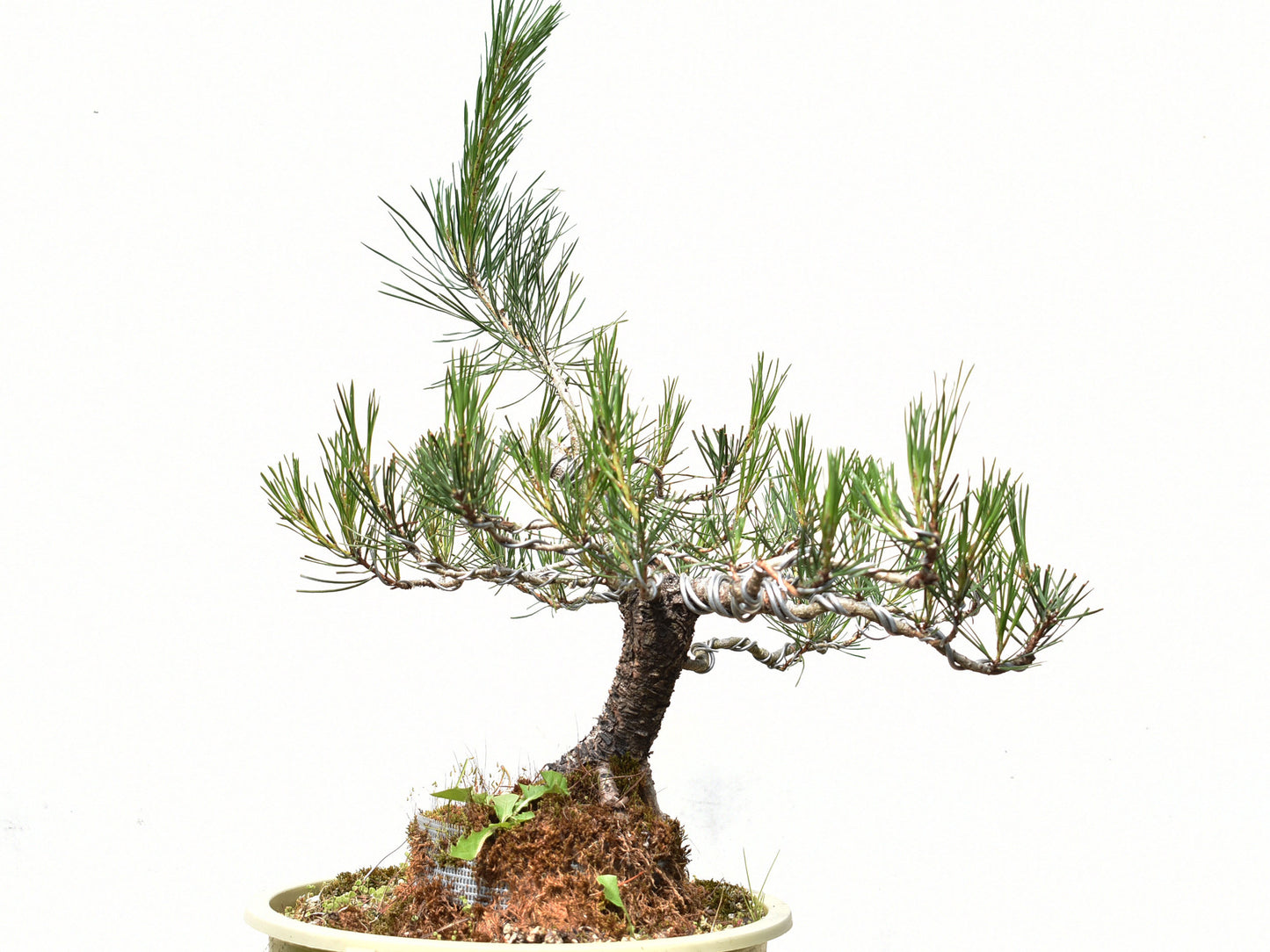 PINO MURAYANA (Pino Contorta Var. Murrayana)