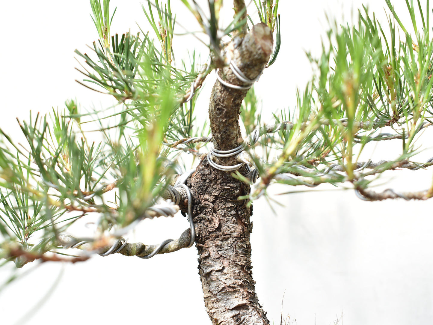 PINO MURAYANA (Pino Contorta Var. Murrayana)