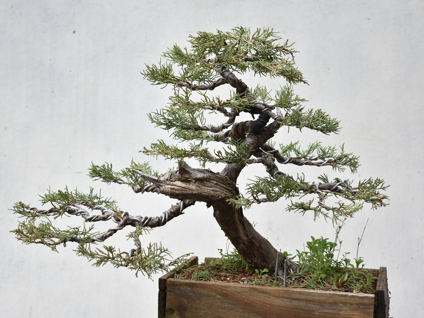 ENEBRO (Juniperus )