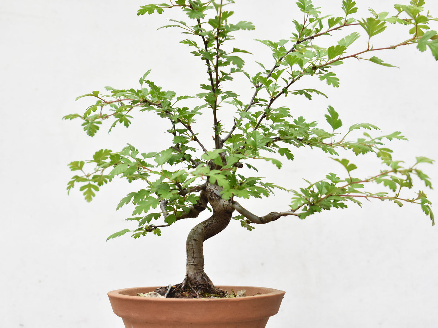 ESPINO BLANCO (Crataegus Monogyna)