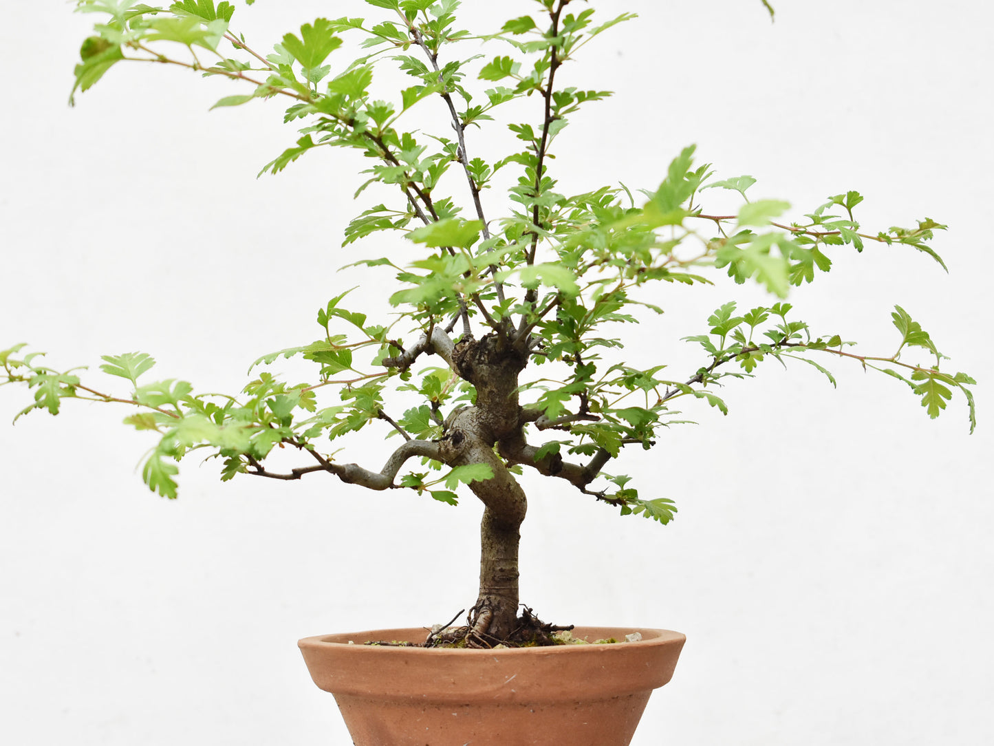 ESPINO BLANCO (Crataegus Monogyna)