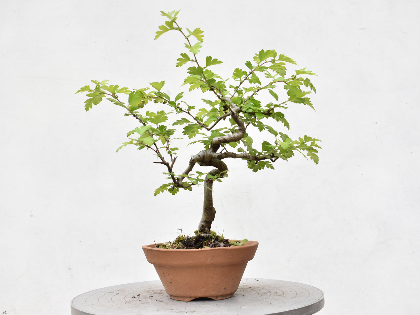 ESPINO BLANCO (Crataegus Monogyna)