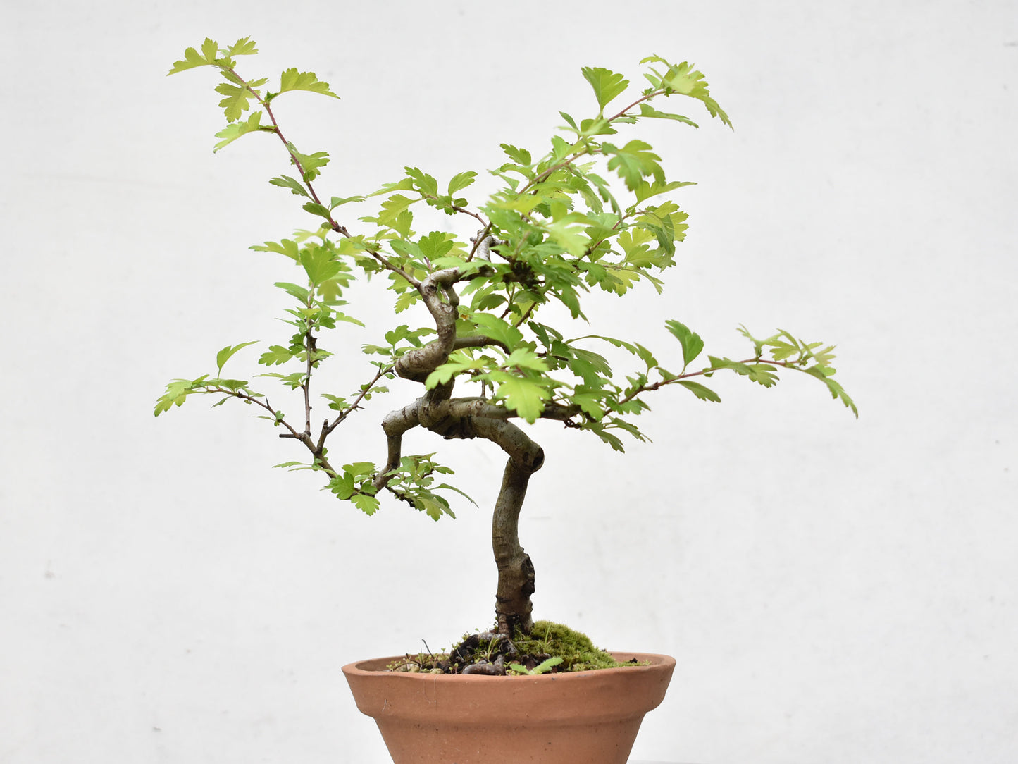 ESPINO BLANCO (Crataegus Monogyna)