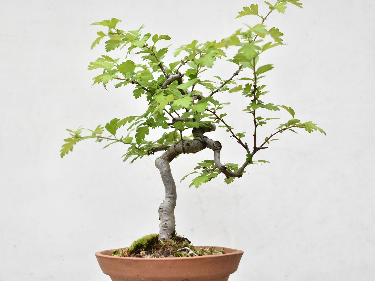 ESPINO BLANCO (Crataegus Monogyna)