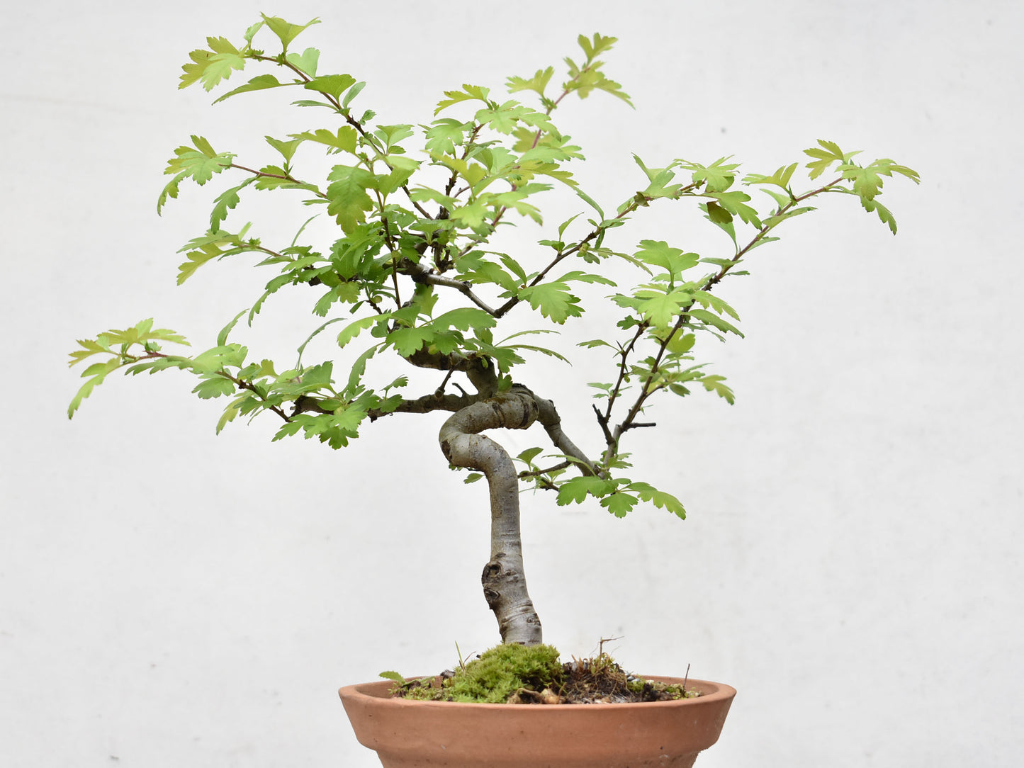 ESPINO BLANCO (Crataegus Monogyna)