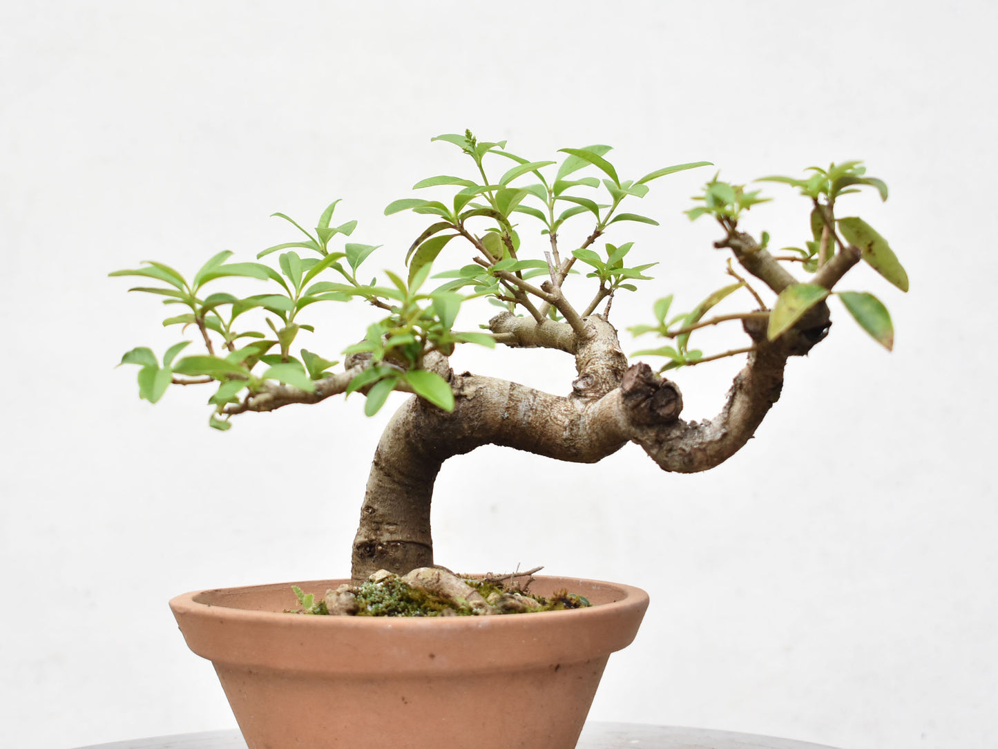 LIGUSTRINA (Lugustrum Sinensis)