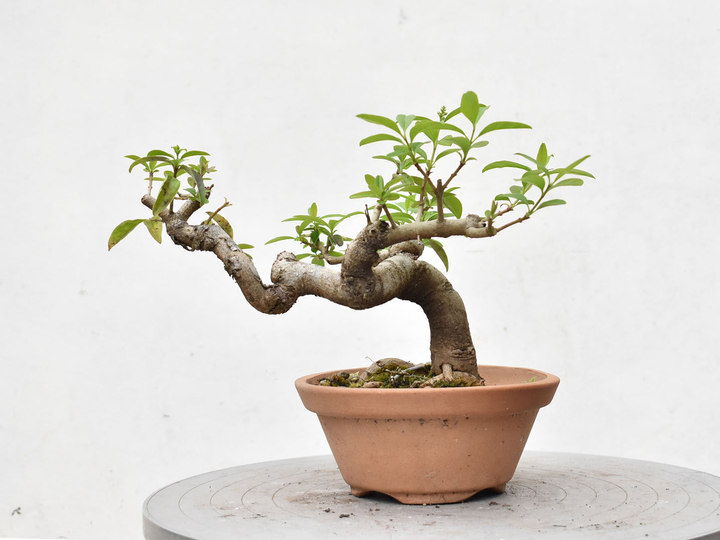 LIGUSTRINA (Lugustrum Sinensis)