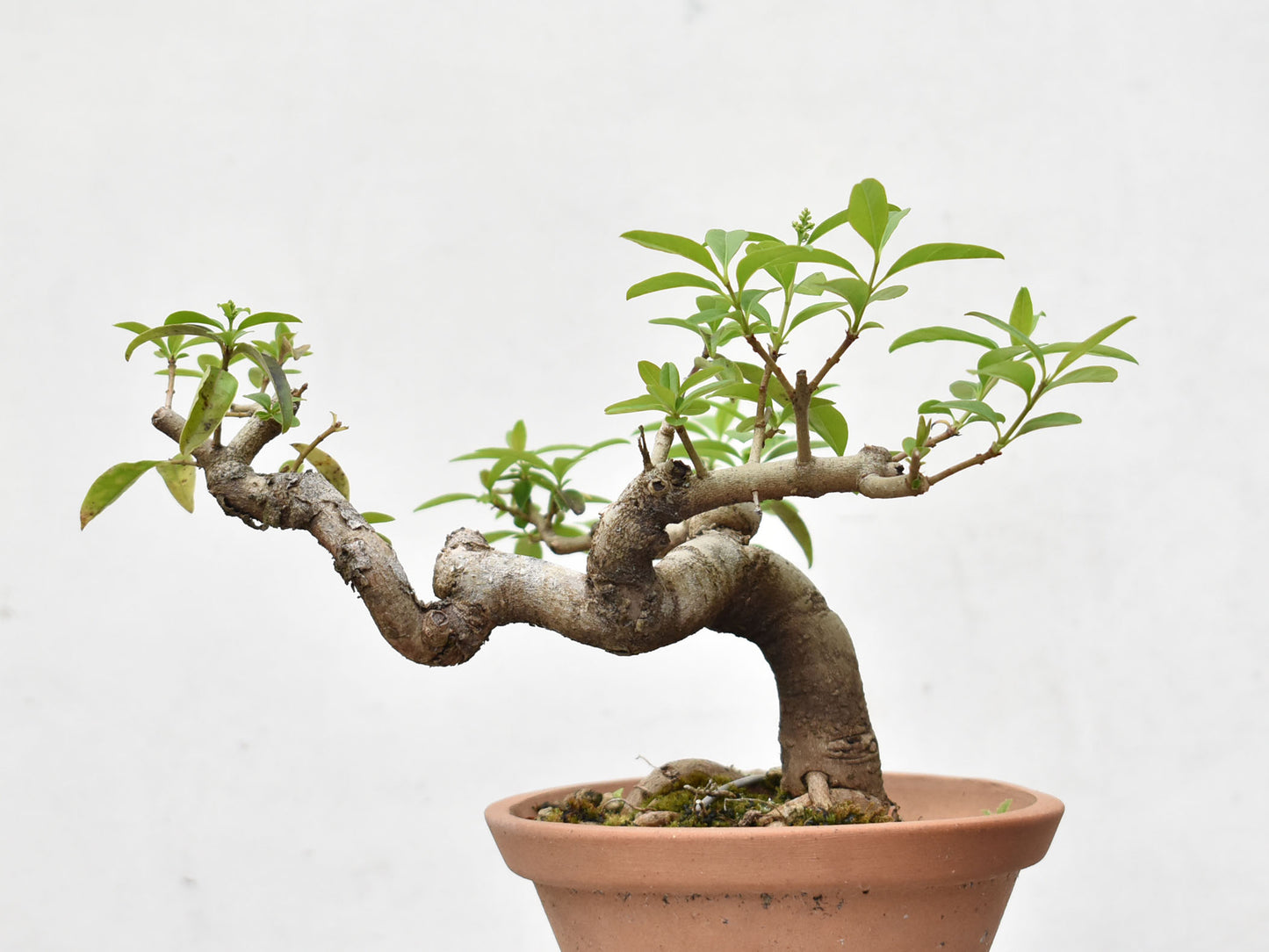 LIGUSTRINA (Lugustrum Sinensis)