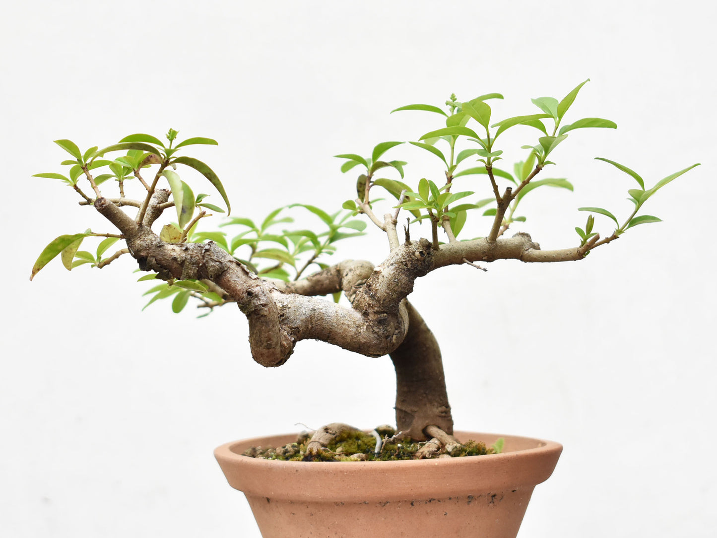 LIGUSTRINA (Lugustrum Sinensis)