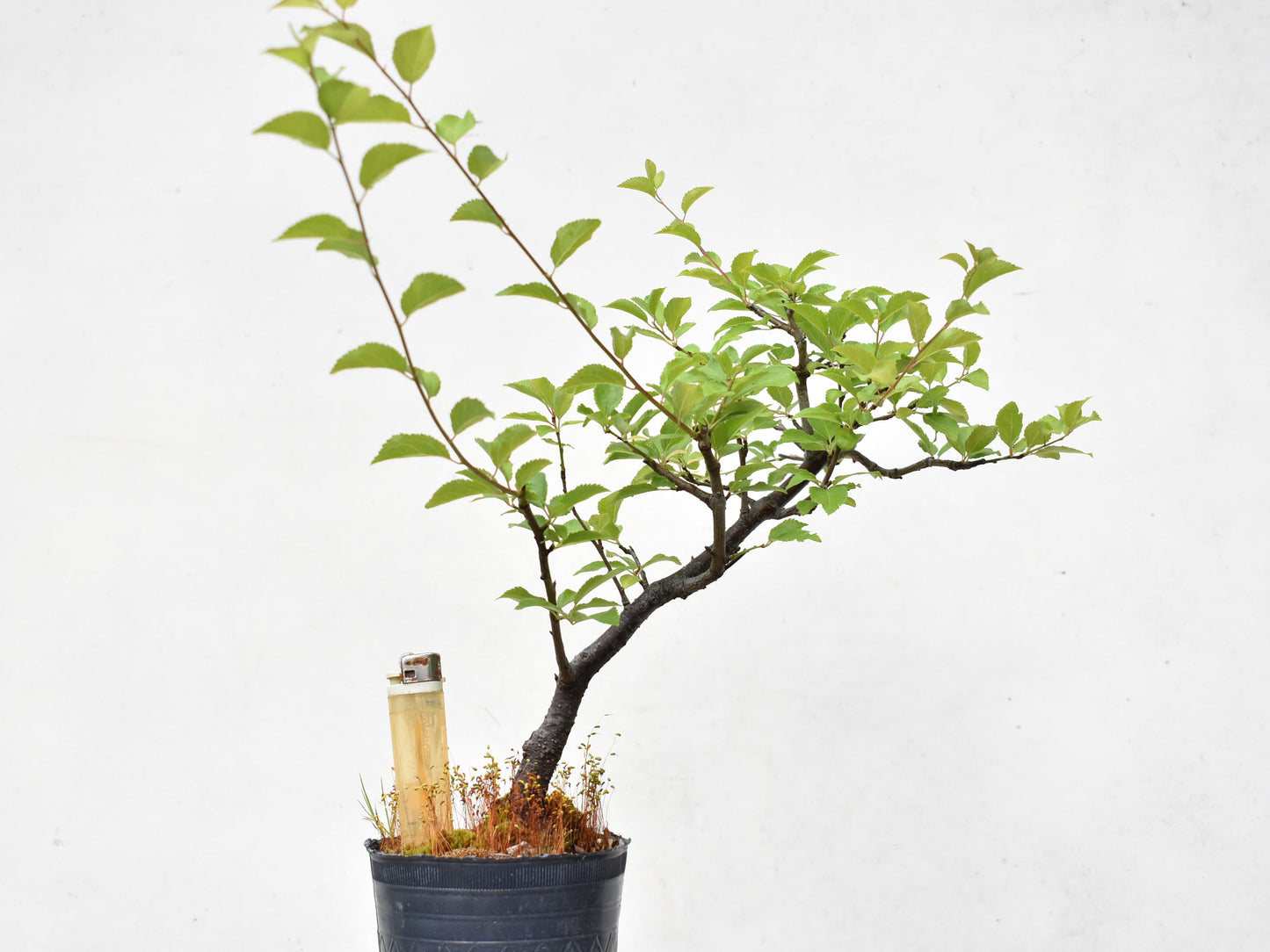 ENDRINO (Prunus Spinosa)