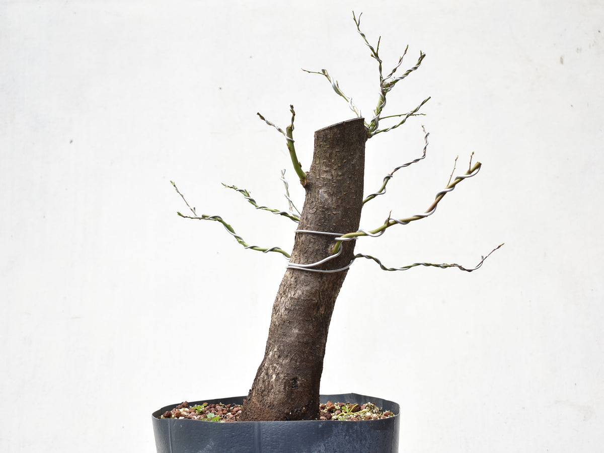 CIRUELO SILVESTRE (Prunus Cerasifera)