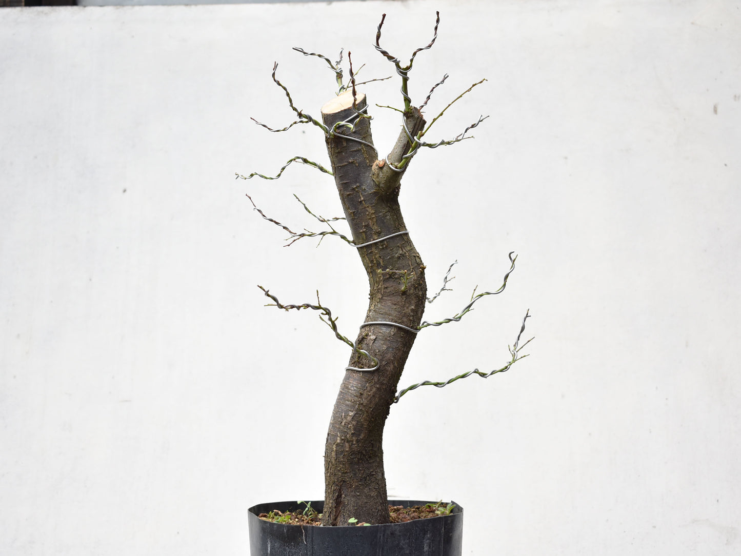CIRUELO SILVESTRE (Prunus Cerasfera)