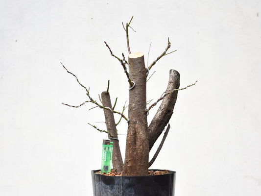 CIRUELO SILVESTRE (Prunus Cerasifera)