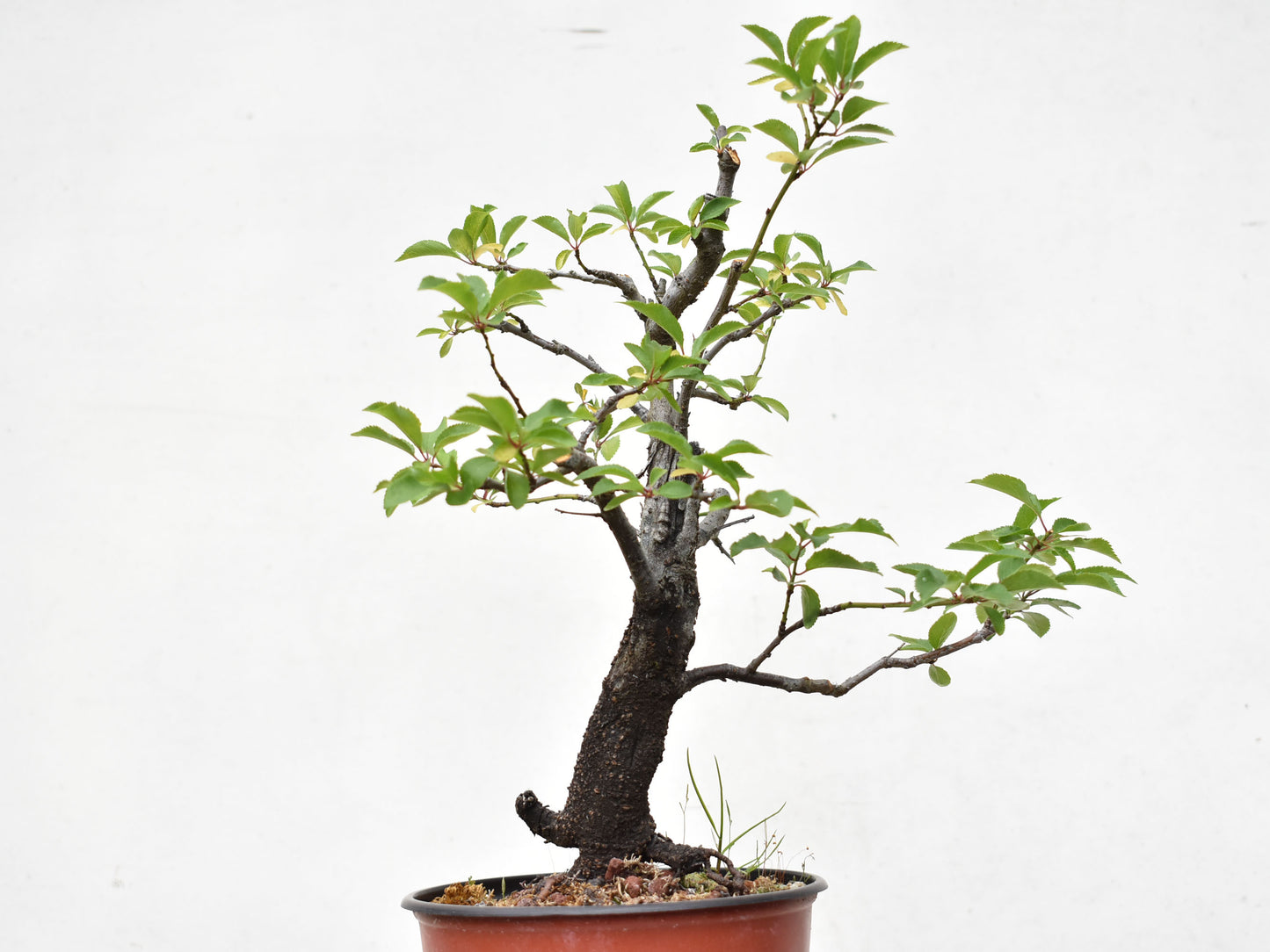 ENDRINO (Prunus Spinosa)