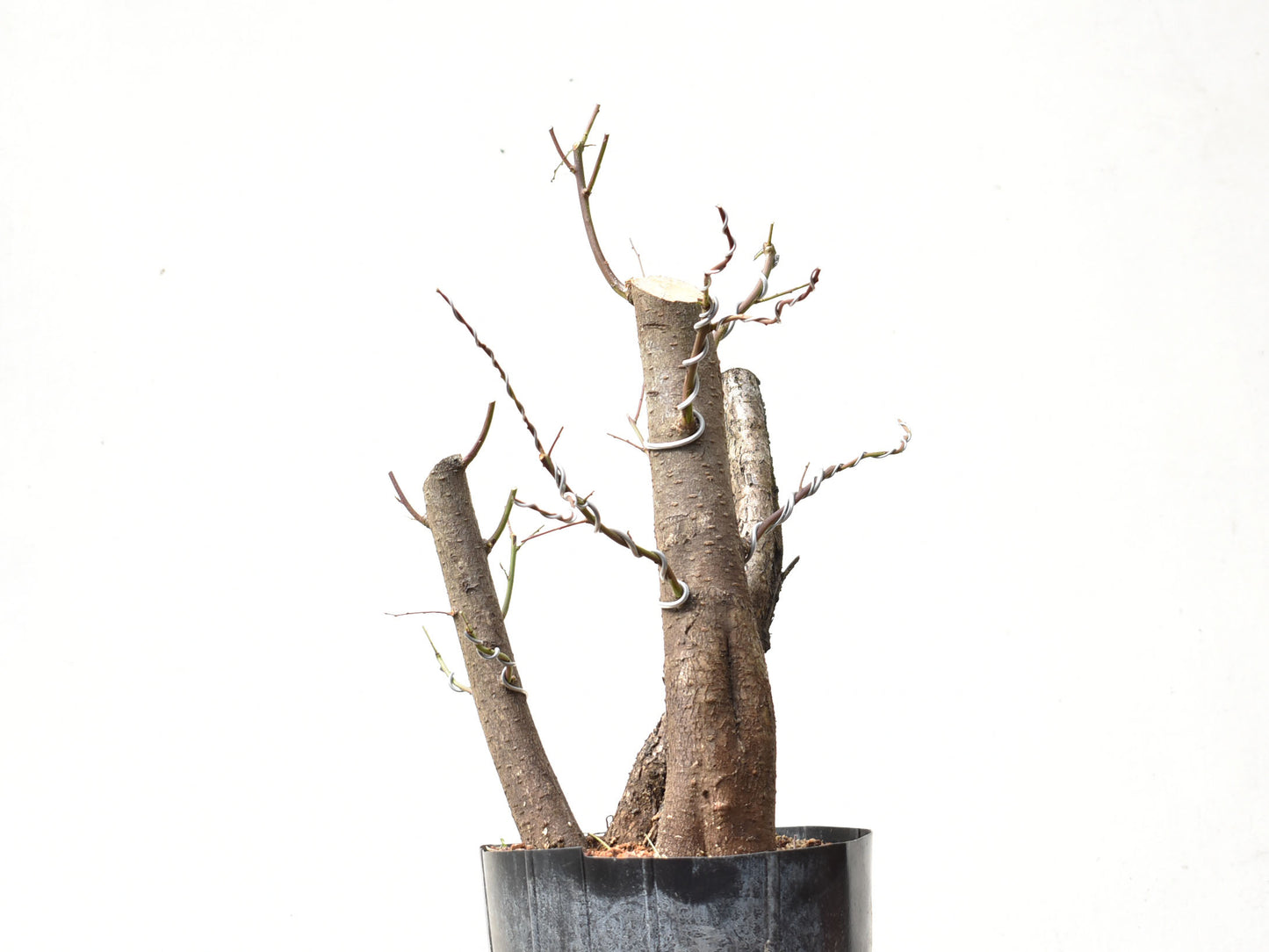 CIRUELO SILVESTRE (Prunus Cerasifera)