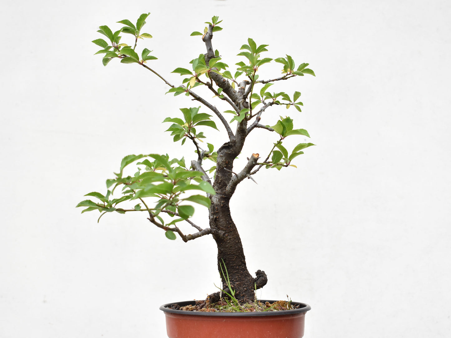 ENDRINO (Prunus Spinosa)