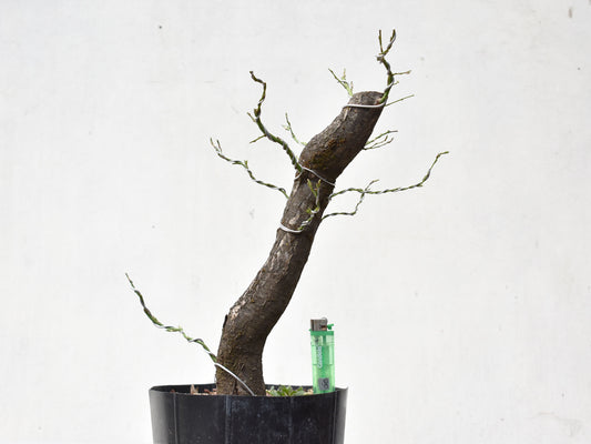 CIRUELO SILVESTRE (Prunus Cerasifera)