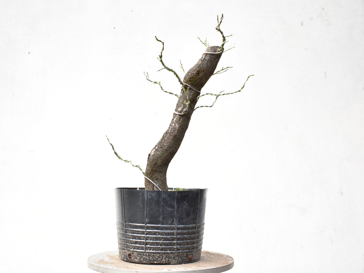 CIRUELO SILVESTRE (Prunus Cerasifera)