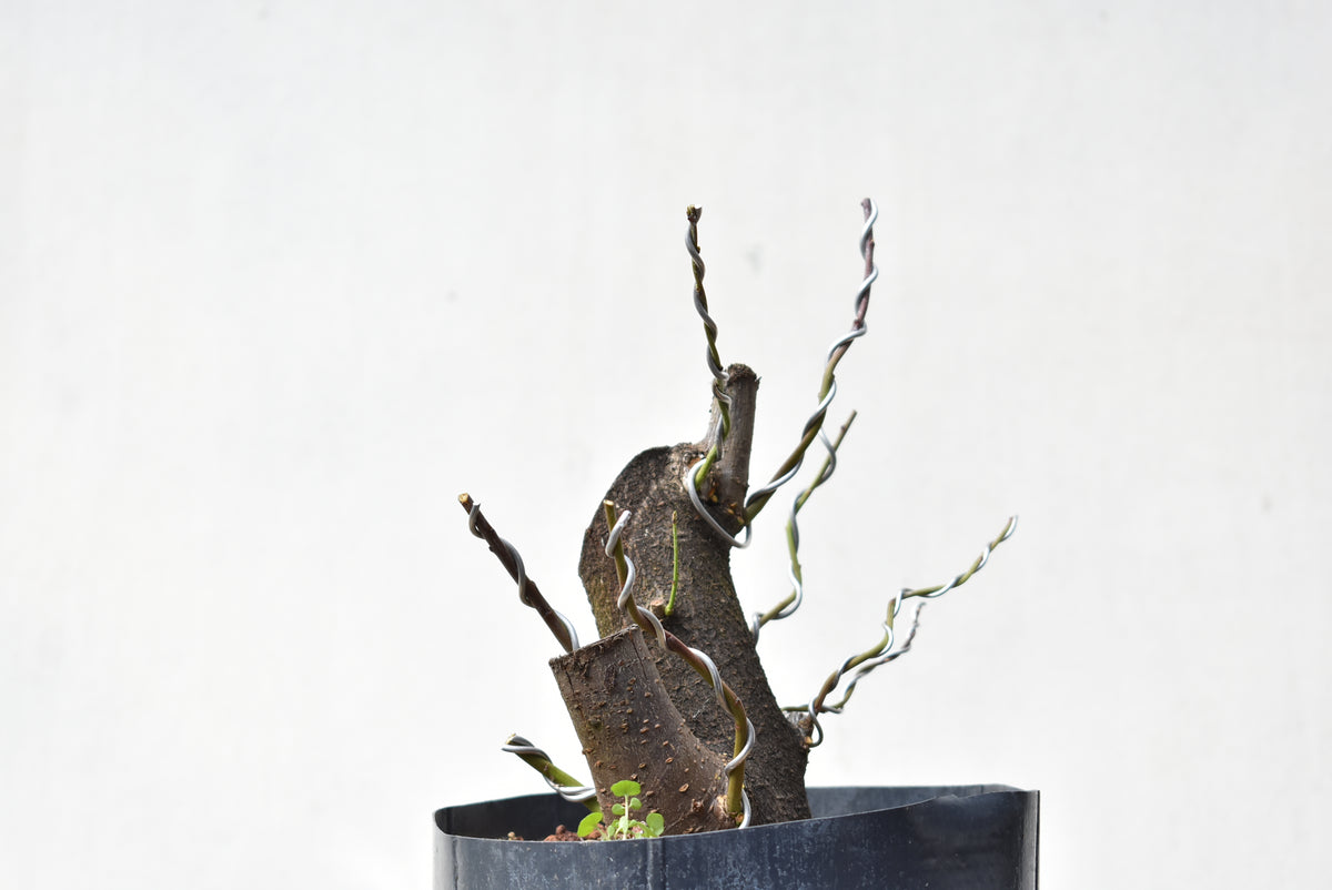 CIRUELO SILVESTRE (Prunus Cerasifera)