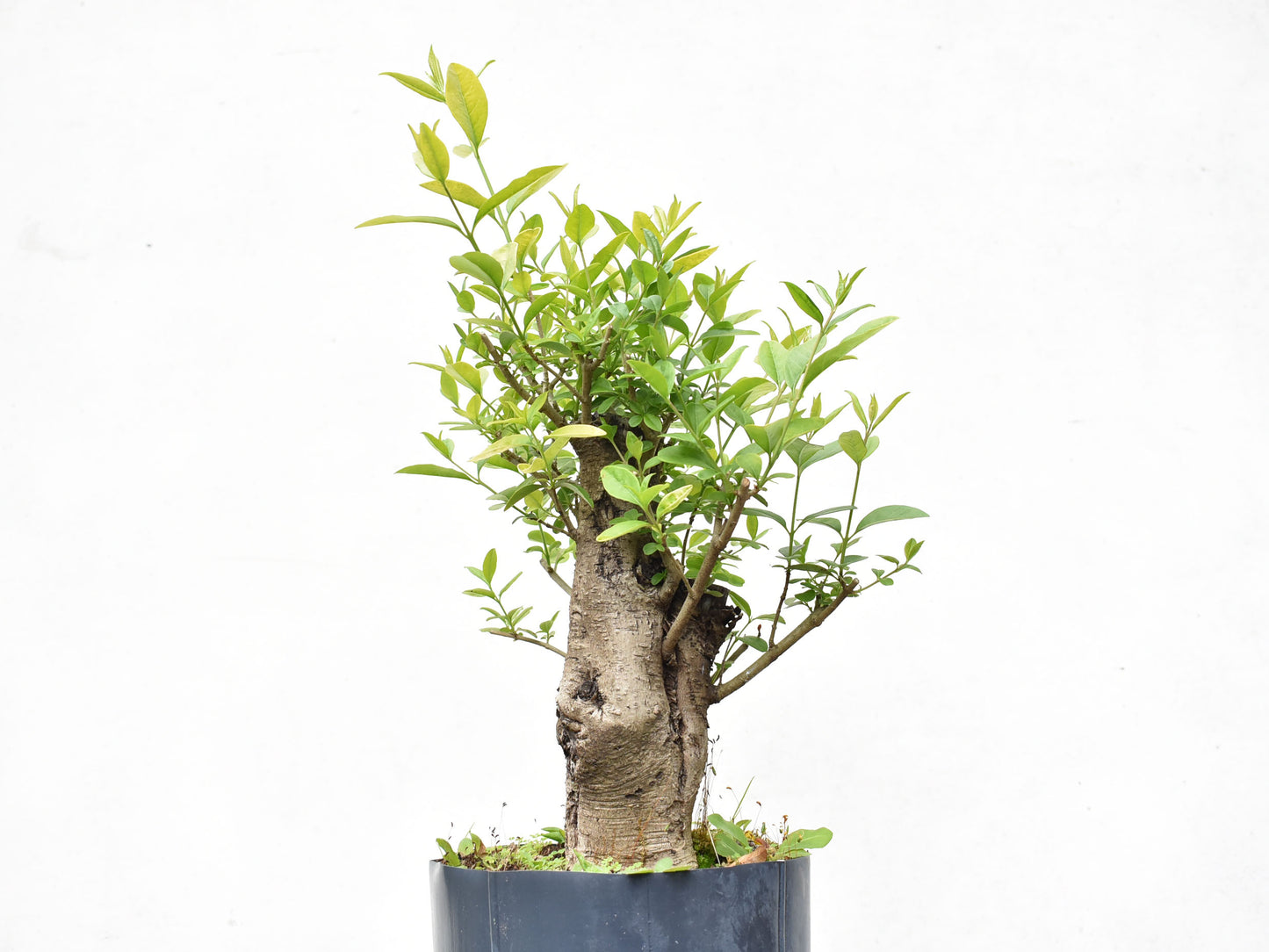 LIGUSTRINA (Lugustrum Sinensis)